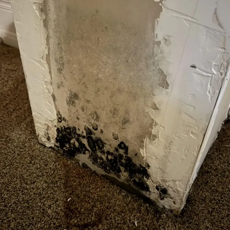 Professional Mold Removal in City of Baltimore, MD